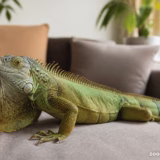 Чи можна тримати ігуану в квартирі: умови утримання
