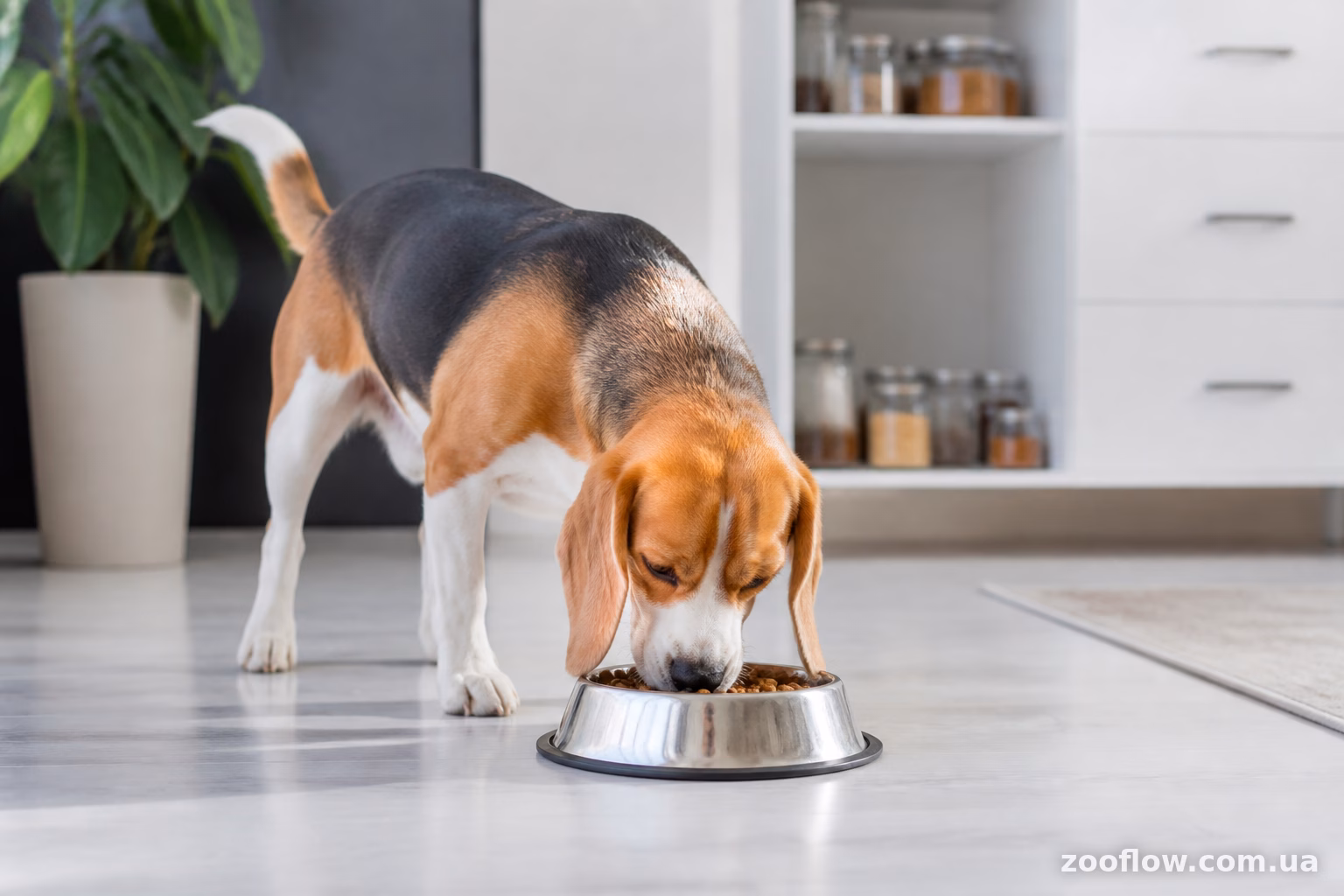Натуральне харчування — дешевше чи дорожче?
